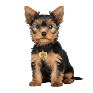Personalized Brass Dog ID Tag - Heart Shape with Deep Laser Engraving - BuddyGlee Pets