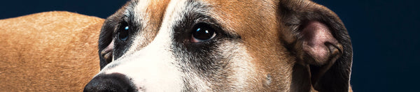 Close-up of a dog's face with a dark background
